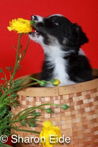 Border Collie