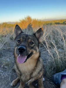 A swedish vallhund at sunset